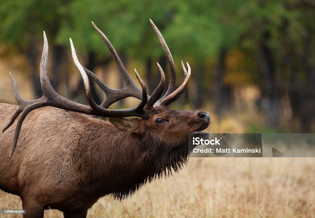 Bull elk in the Rocky Mountains A large bull elk bugling during the rut season Moose Stock Photo