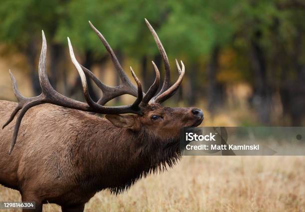 Bull Elk In The Rocky Mountains Stock Photo - Download Image Now - Moose, Elk, Bugling