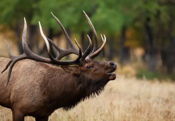 A large bull elk bugling during the rut season