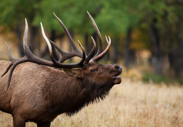 alces-touro nas montanhas rochosas - alce - fotografias e filmes do acervo