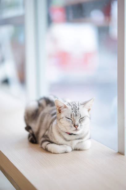 istock Cat. Domestic cat is napping by the window. Window light. Cat Cafe. 1298146956