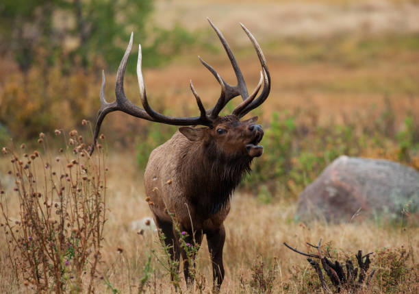 Elk (Cervus canadensis) Wild Elk released into the Tomblin WMA in southern West Virginia as part of the Elk restoration project stated 1n 2016 to bring wild elk herds to West Virginia after 130 years.