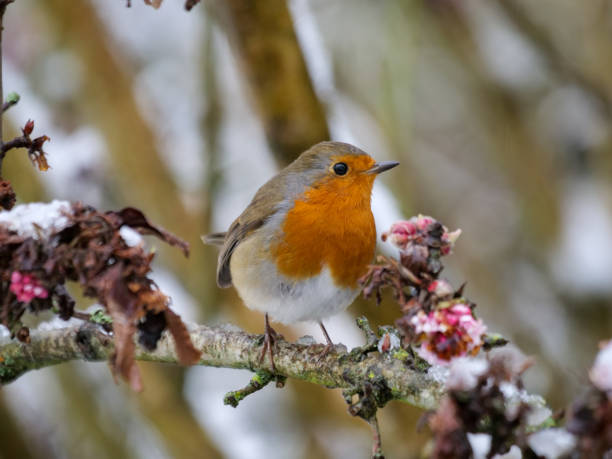 süße robin vogel thront auf schneebedeckten zweig - 4797 stock-fotos und bilder
