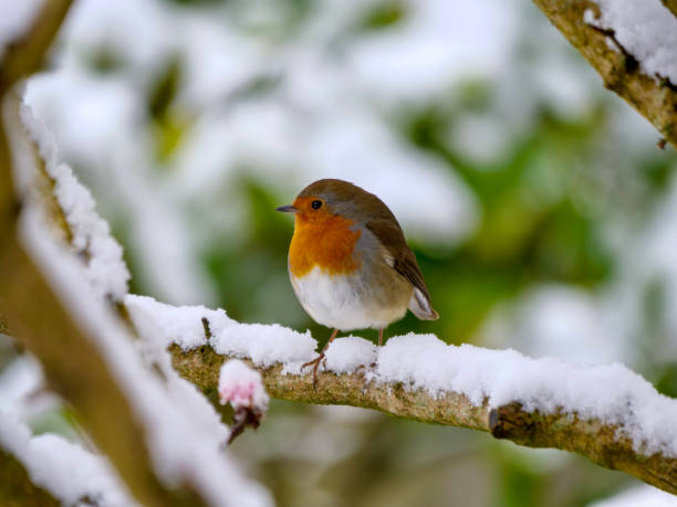 istock Cute robin bird perching on snow covered branch 1298147243