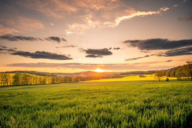 istock Fantastic day with fresh blooming hills in warm sunlight. Dramatic and picturesque evening sunset scene. Location place: Czech Republic, Central Europe. Bohemian fields with oilseed rape. 1298147556
