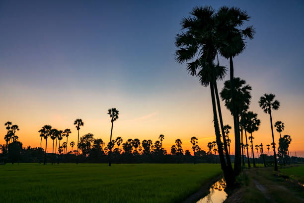 istock Sugar palm tree and paddy rice farm at sunset 1298147637