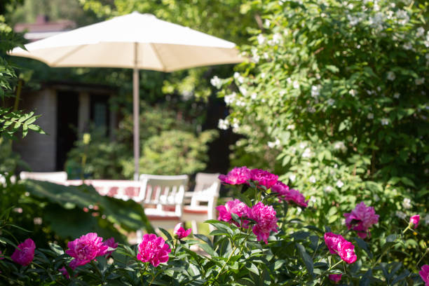 istock Pink peonies in the summer garden 1298149783