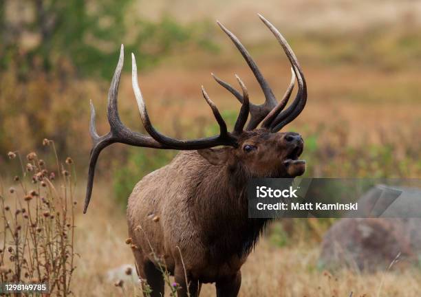 Portrait Of A Bugling Bull Elk Stock Photo - Download Image Now - Moose, Elk, Bull - Animal