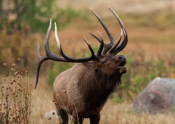 A large bull elk bugles in the Rocky Mountains