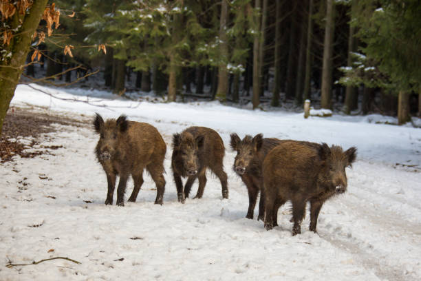 istock Freshlings rottin in the snow 1298151514