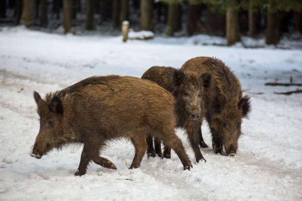 istock Freshlings rottin in the snow 1298151664