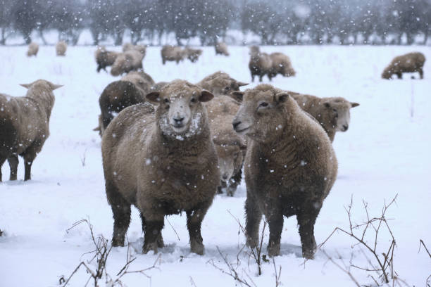 istock Sheep in snowy field 1298151684