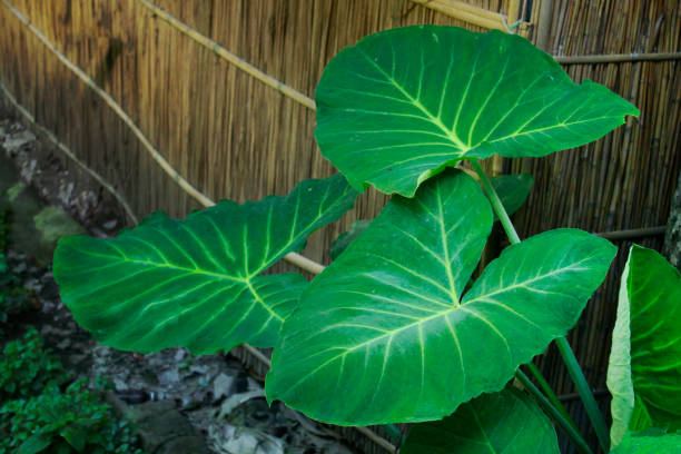 Beautiful insertion of green leaves of Taro root plant. Beautiful insertion of green leaves of Taro root plant. Elephant Ear Plant stock pictures, royalty-free photos & images