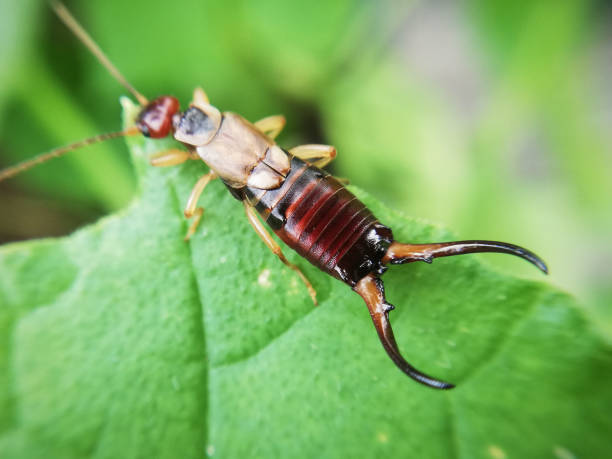 Earwig on green leaf