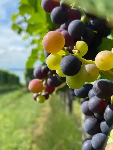 Grapes and lakeconstance