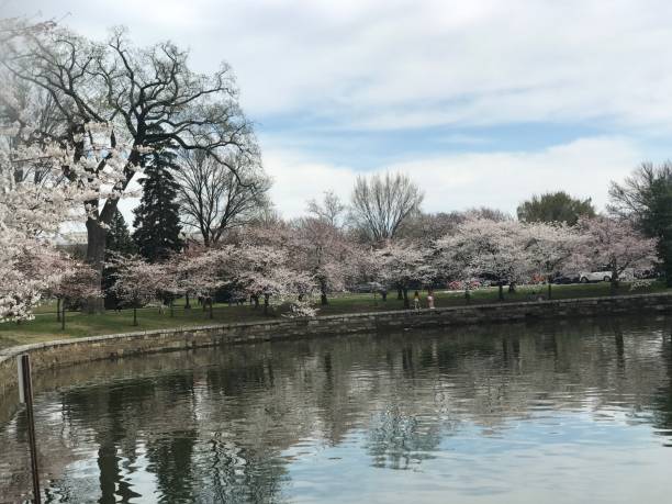 istock Cherry Blossoms in Washington DC 1298152950