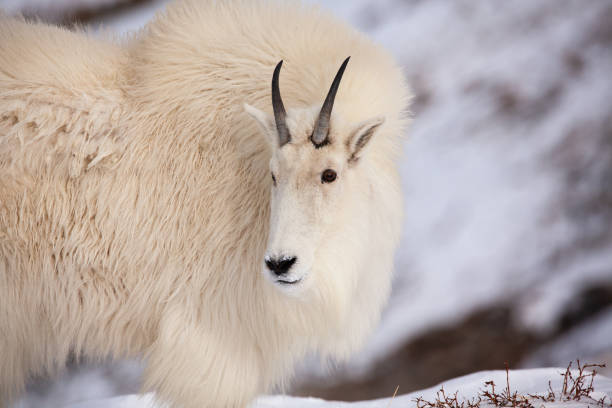 istock Mountain Goat in Colorado 1298154239