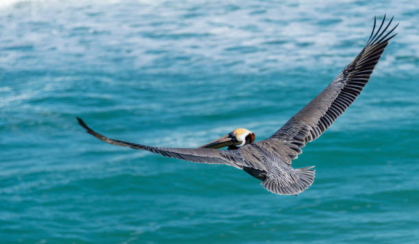 istock Pelican flying low across ocean wings out 1298155224