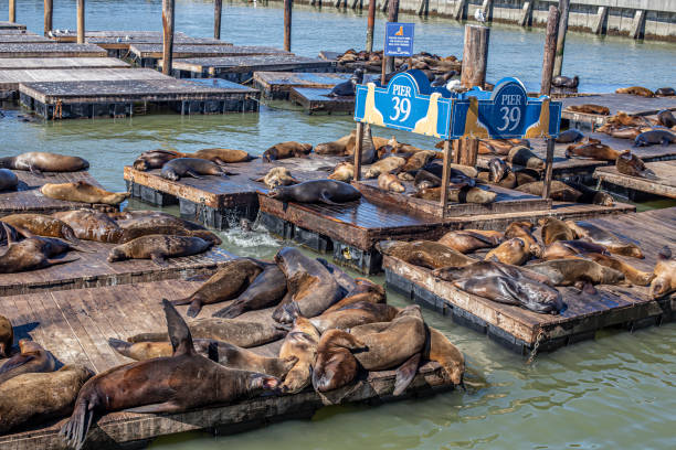 istock seals relax at pier 39 in San Francisco 1298156402