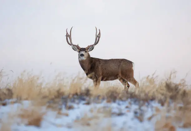 A stunning Mule Deer buck standing in a field