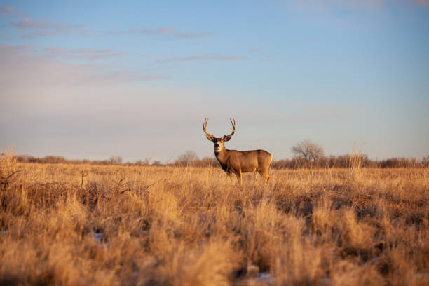 malowniczy krajobraz jelenia na polu - mule deer zdjęcia i obrazy z banku zdjęć