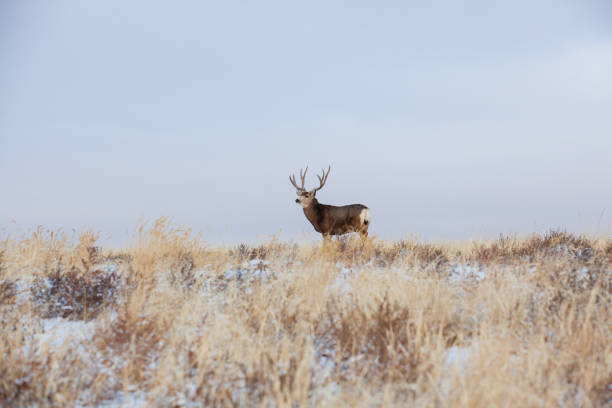 istock Mature deer in the winter grasslands 1298156950