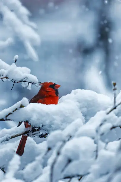 Photo of Male northern cardinal perched under a snowfall