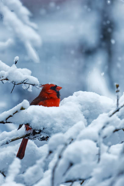 cardeal do norte masculino empoleirado sob uma queda de neve - cardeal pássaro - fotografias e filmes do acervo