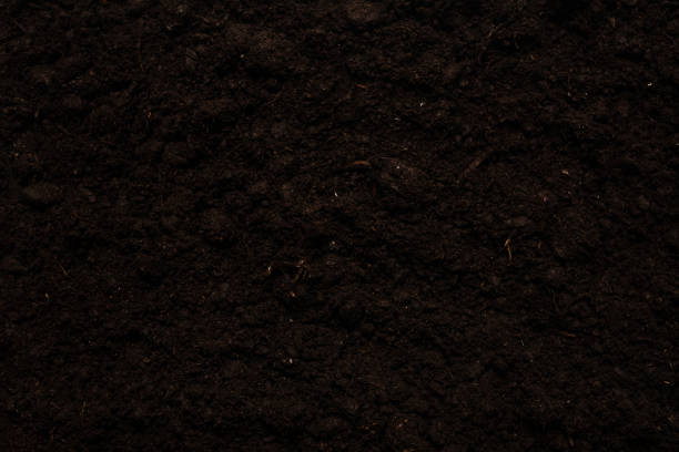 istock Black land for plant background. 1298158544
