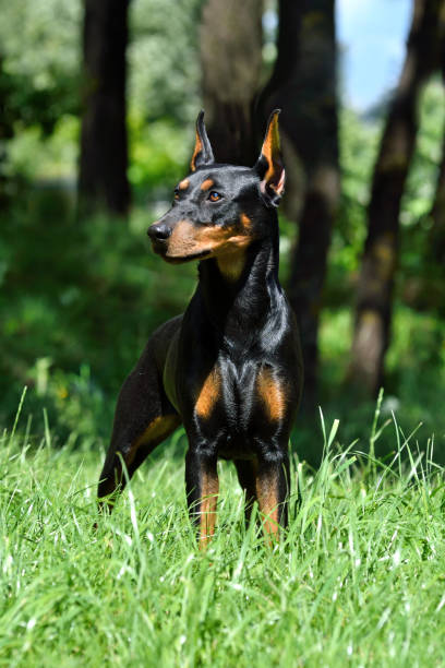 istock Tan-and-black German Pinscher or Doberman 1298158605