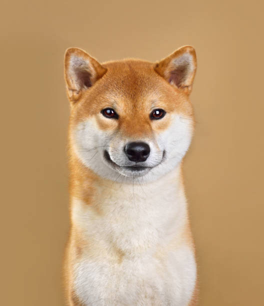 微笑む柴犬のかわいい肖像画 - 柴犬 ストックフォトと画像