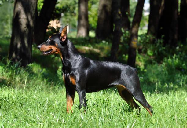 istock Tan-and-black German Pinscher or Doberman 1298158650