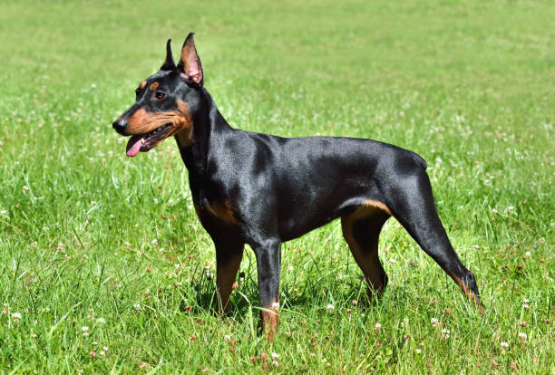 istock Tan-and-black German Pinscher or Doberman 1298158660