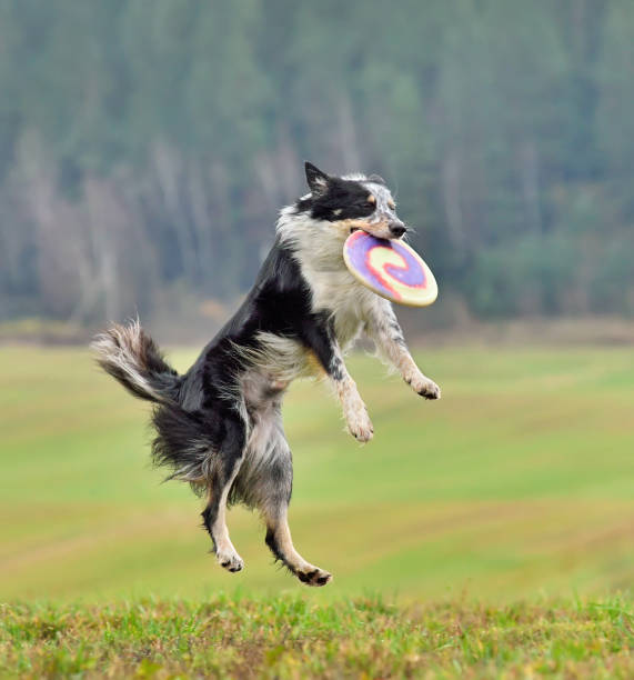 istock Border collie dog in flight catches a frisbee 1298158666