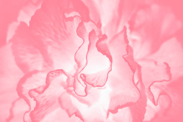 istock Pink coral background with carnation flower pattern 1298158670