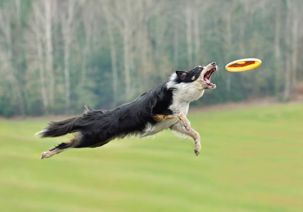 istock Border collie dog in flight catches a frisbee 1298158672