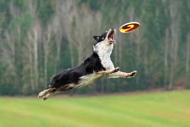 istock Border collie dog in flight catches a frisbee 1298158675