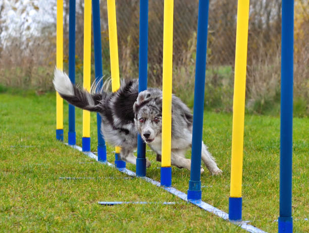 istock Merle Border collie dog doing slalom 1298158692