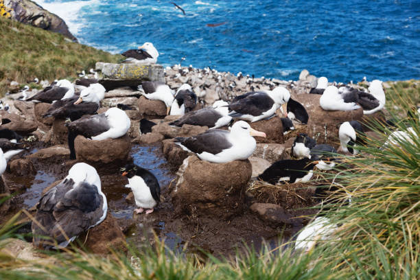 istock Falkland Islands:  a colony of albatrosses  brooding on cliffs high above the blue ocean 1298159275