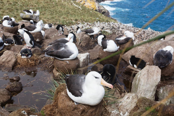 istock Falkland Islands:  a colony of albatrosses  brooding on cliffs high above the blue ocean 1298159282