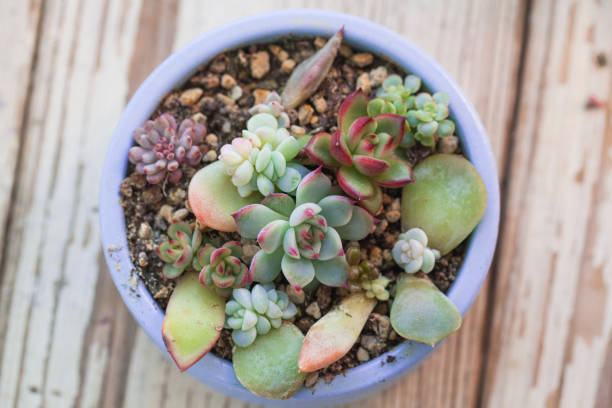 Echeveria succulent plants top view, minigarden on white background