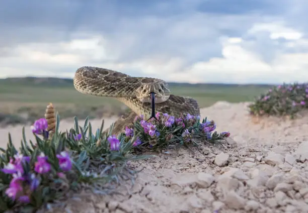 A wild Prairie Rattlesnake poses in the strike position in the plains of Colorado