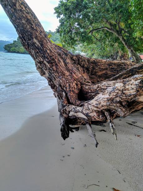 istock Beautiful Trees On The Coast 1298160004
