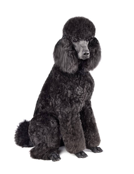 istock Funny royal black poodle 1298160561