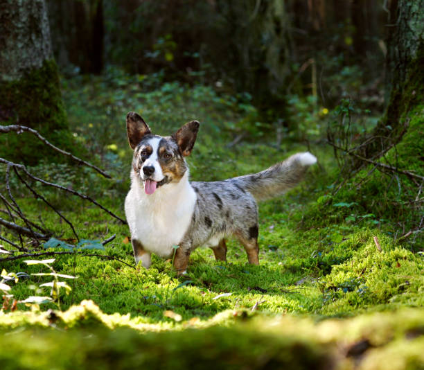 cardigan welsh corgi nella foresta - cardigan foto e immagini stock