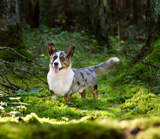 Cardigan Welsh Corgi in forest Funny merle Cardigan Welsh Corgi standing on green moss in forest on a sunny day cardigan sweater stock pictures, royalty-free photos & images