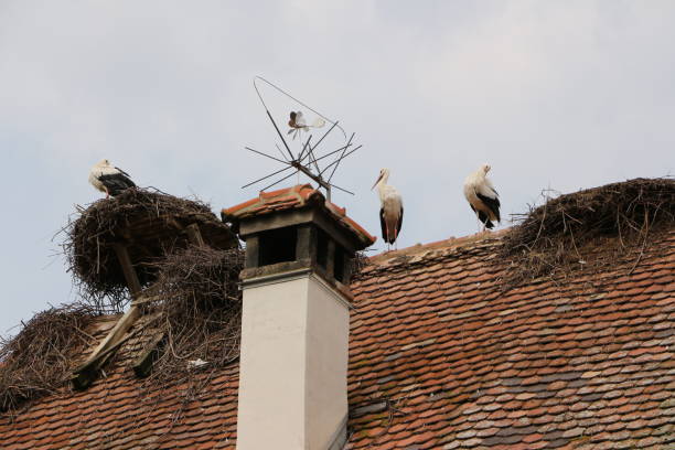 August 29, 2019, Salem: Stork's nest on the Affenberg near Salem on Lake Constance