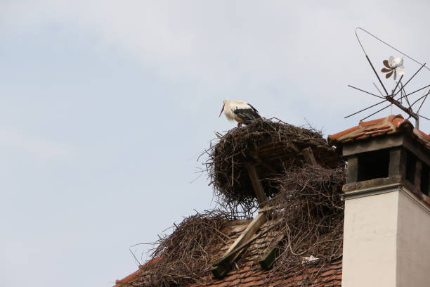 istock Stork in summer on the Affenberg near Salem 1298160666