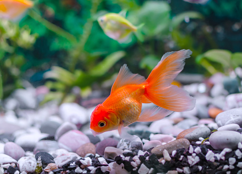 goldfish with a cap swims in a fresh aquarium, close-up