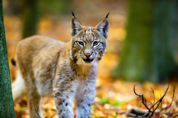istock Lynx in the autumn forest 1298161932